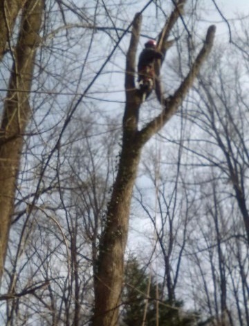 Large tree being trimmed in Annapolis, MD.