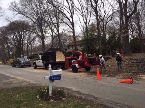 Clearing lot of trees in Annapolis, MD.