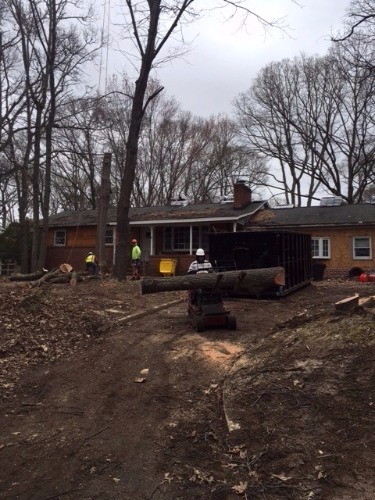 Large tree stump grinding in Annapolis, Maryland.