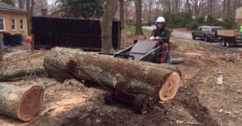 Tree Service