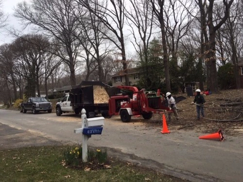Wood chipping from tree removal in Annapolis, Maryland.